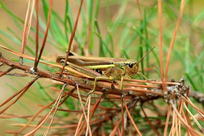 Grasshopper on dried plant