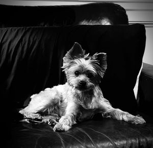 Portrait of dog relaxing on sofa at home