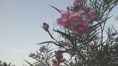 Close-up of pink flower tree against sky