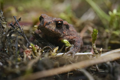 Close-up of frog on land