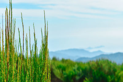 Close-up of plants growing on field against sky