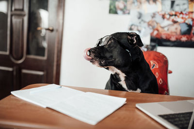 Close-up of dog sitting on table at home