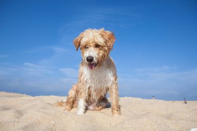 Dog sticking out tongue at sandy beach against blue sky