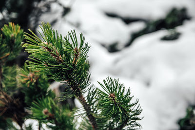 Close-up photo of green needles on pine tree in winter