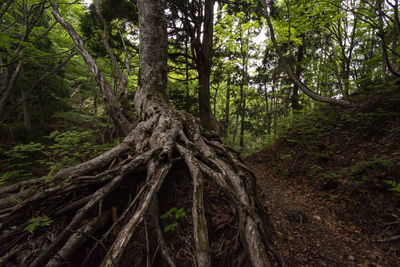 Low angle view of trees in forest