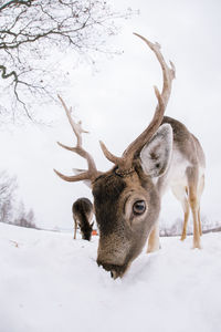 Deer in snow covered field