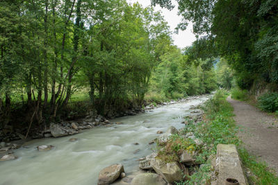 River amidst trees in forest