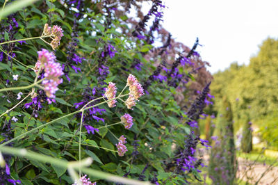 Close-up of purple flowers growing on tree