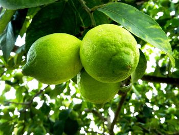 Close-up of fruits on tree