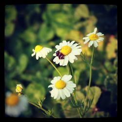 Close-up of yellow flowers blooming outdoors