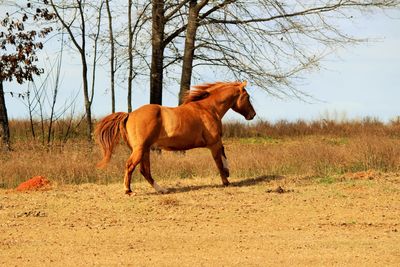 Two horses standing on field