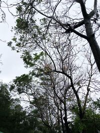 Low angle view of trees in forest