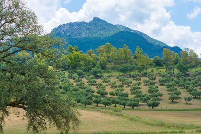 Scenic view of trees on field against sky