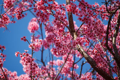 Low angle view of pink cherry blossoms in spring