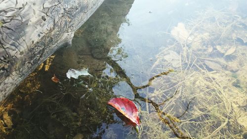 Reflection of trees in water
