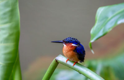 Close-up of bird perching on plant