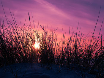 Purple sky at sunset behind marram grass covered dunes