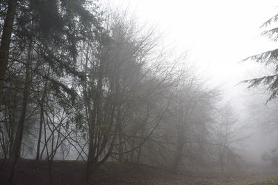 Trees in foggy weather