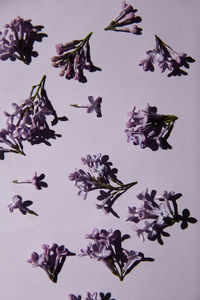 High angle view of flowering plant against white background