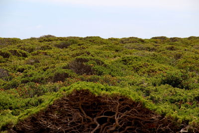 Scenic view of land against sky