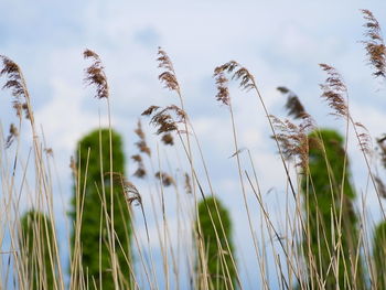 Close-up of stalks in field against sky