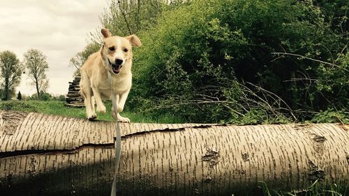 Dog by trees against sky