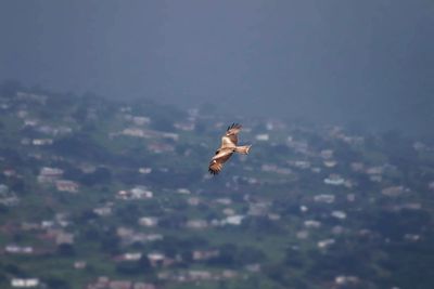 Close-up of bird flying against sky