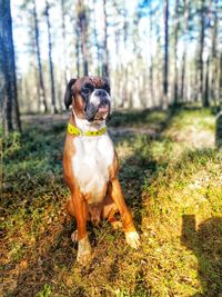 Dog in forest