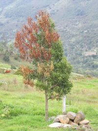 Trees on field