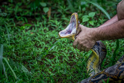 A big and ferocious python catches snakes by hand, beautiful striped boa in a fertile forest.