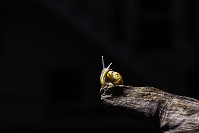 Close-up of snail on wood