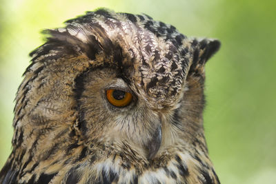 Close-up of owl