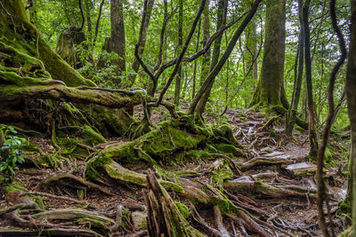 Trees in forest