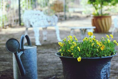 Close-up of potted plant