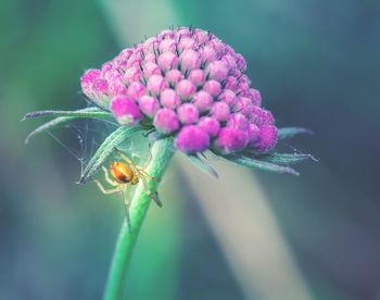 Close-up of insect pollinating on pink flower