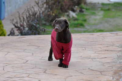 Portrait of dog standing on footpath