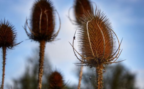 Close-up of dried thistle against sky