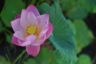 Close-up of pink flower blooming outdoors