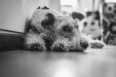 Portrait of dog resting on floor at home