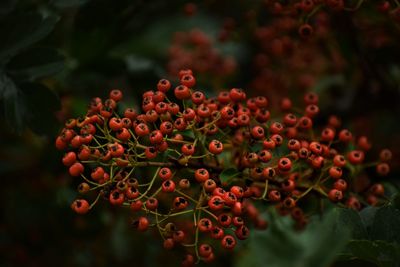 Close-up of red berries growing on tree
