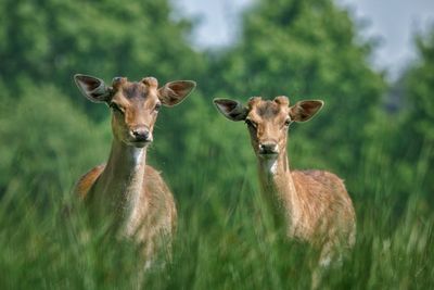 Portrait of deer on field