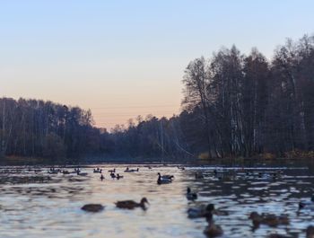 Ducks floating on lake during sunset