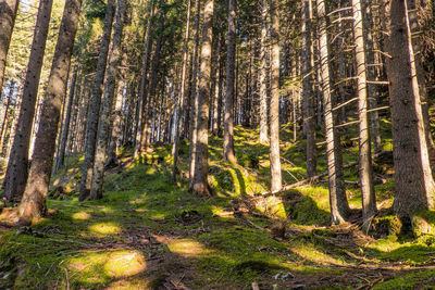 Pine trees in forest