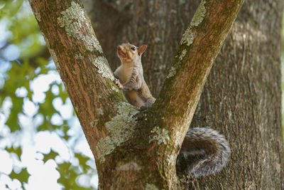 Low angle view of squirrel on tree trunk