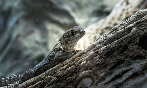 Close-up of lizard