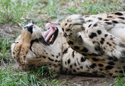 Close-up of cheetah lying on grass while yawning