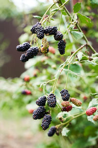 Close-up of berries growing on plant