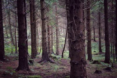 Trees in forest