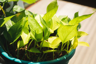 Close-up of green leaves