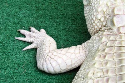 Close-up of bird on grass